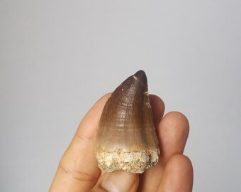 Schöne Versteinerte Mosasauruszahn aus Khouribga, Morokko , 45 * 30 * 23 mm Mosasaurus Natural Fossilized Shark Tooth Fossil from Morocco