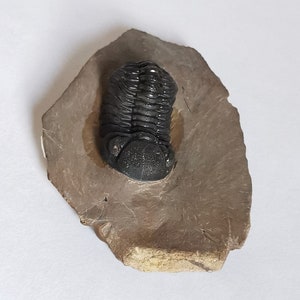 Schöne 5.5cm Phacops Trilobit aus Marokko, Beautiful and impressive rare Trilobite Fossil from Morocco aged 390 Mio Years old image 4