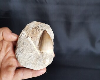 Schöne Versteinerte Mosasauruszahn aus Khouribga, Morokko , 3.5 * 2.3 cm Mosasaurus Natural Fossilized Shark Tooth Fossil from Morocco