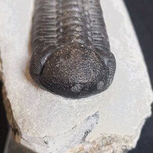 Schöne 6.5cm drotops Trilobit aus Marokko, Beautiful and impressive rare Trilobite Fossil from Morocco aged 390 Mio Years old image 4