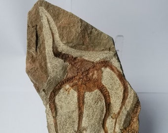 Beeindruckender authentischer und natürlicher Schlangenstern (Ophiura) - besonderes Exemplar Fossiler Seestern - Auf Matrix - Protaster sp