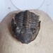 see more listings in the Trilobite Fossils section