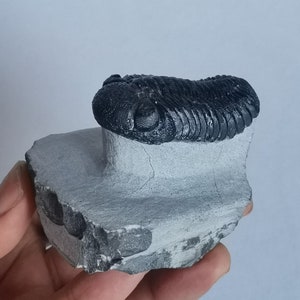 Schöne 5.5cm Phacops Trilobit aus Marokko, Beautiful and impressive rare Trilobite Fossil from Morocco aged 390 Mio Years old image 3