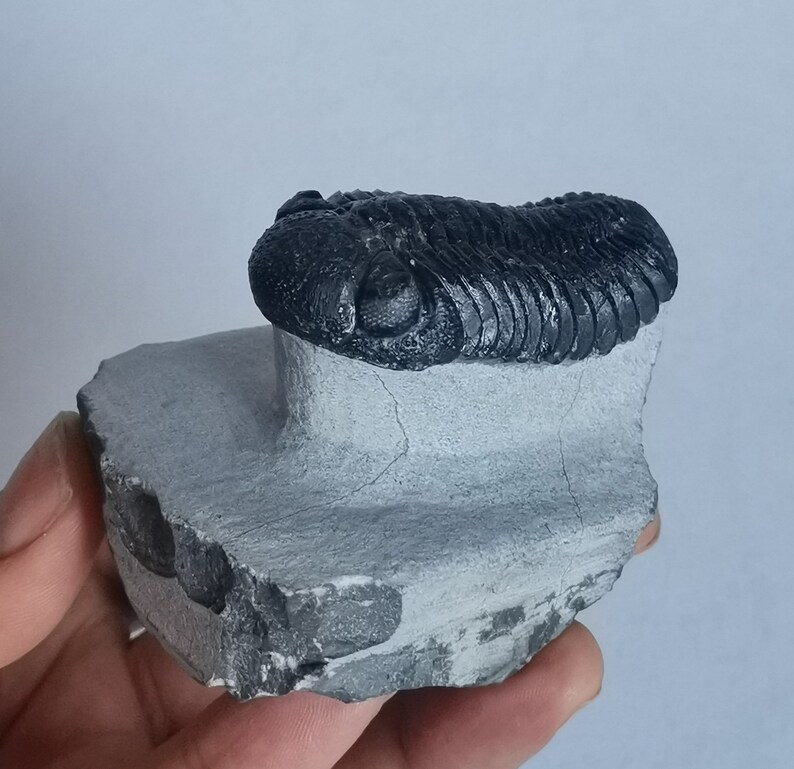 Schöne 5.5cm Phacops Trilobit aus Marokko, Beautiful and impressive rare Trilobite Fossil from Morocco aged 390 Mio Years old image 3