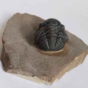 Schöne 5.5cm Phacops Trilobit aus Marokko, Beautiful and impressive rare Trilobite Fossil from Morocco aged 390 Mio Years old image 5