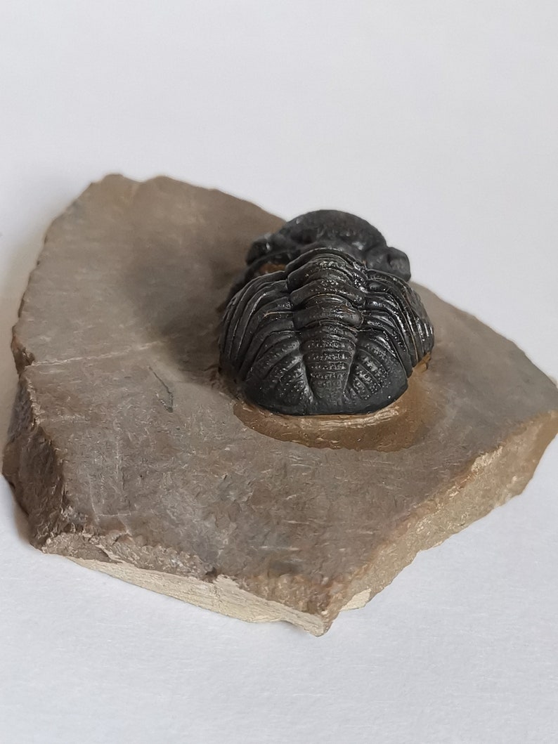 Schöne 5.5cm Phacops Trilobit aus Marokko, Beautiful and impressive rare Trilobite Fossil from Morocco aged 390 Mio Years old image 5