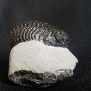 Schöne 6cm 10 cm if outstreched drotops Trilobit aus Marokko, Beautiful and impressive rare Trilobite image 3