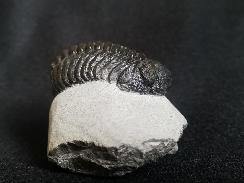 Schöne 6cm 10 cm if outstreched drotops Trilobit aus Marokko, Beautiful and impressive rare Trilobite image 3