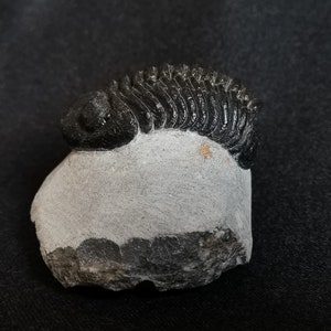 Schöne 6cm 10 cm if outstreched drotops Trilobit aus Marokko, Beautiful and impressive rare Trilobite image 4