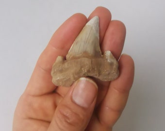 Versteinerte Haifischzahn aus Khouribga, Morocco ,  4,3 * 4.5 cm Otodus obliqus Natural Fossilized Shark Tooth Fossil from Morocco