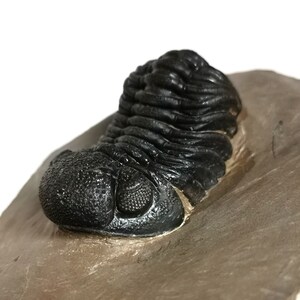 Schöne 5.5cm Phacops Trilobit aus Marokko, Beautiful and impressive rare Trilobite Fossil from Morocco aged 390 Mio Years old image 8