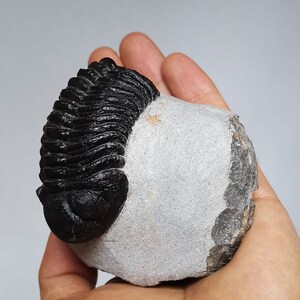 Schöne 6cm 10 cm if outstreched drotops Trilobit aus Marokko, Beautiful and impressive rare Trilobite image 10