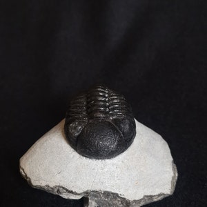 Schöne 6cm 10 cm if outstreched drotops Trilobit aus Marokko, Beautiful and impressive rare Trilobite image 2