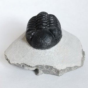 Schöne 6cm 10 cm if outstreched drotops Trilobit aus Marokko, Beautiful and impressive rare Trilobite image 5