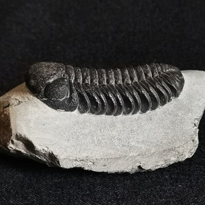 Schöne 6.5cm drotops Trilobit aus Marokko, Beautiful and impressive rare Trilobite Fossil from Morocco aged 390 Mio Years old image 6