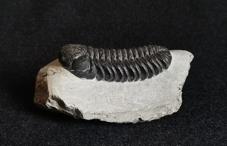 Schöne 6.5cm drotops Trilobit aus Marokko, Beautiful and impressive rare Trilobite Fossil from Morocco aged 390 Mio Years old image 6