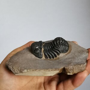 Schöne 5.5cm Phacops Trilobit aus Marokko, Beautiful and impressive rare Trilobite Fossil from Morocco aged 390 Mio Years old image 10