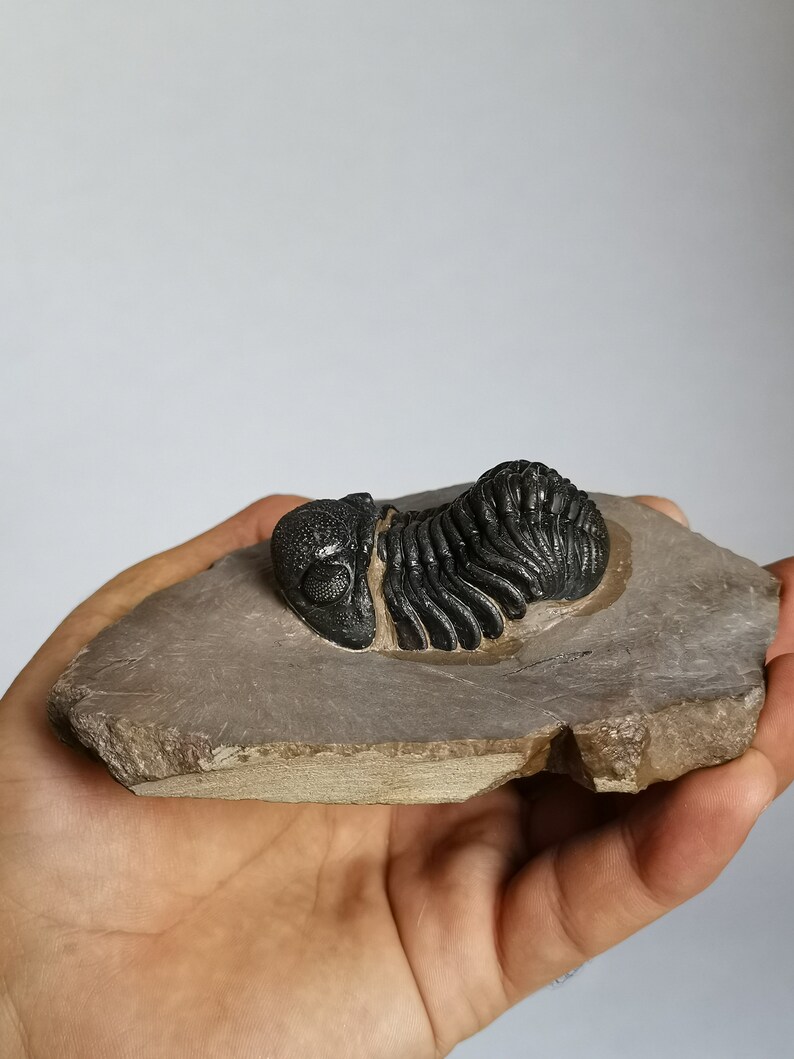 Schöne 5.5cm Phacops Trilobit aus Marokko, Beautiful and impressive rare Trilobite Fossil from Morocco aged 390 Mio Years old image 10