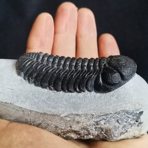 Schöne 6.5cm drotops Trilobit aus Marokko, Beautiful and impressive rare Trilobite Fossil from Morocco aged 390 Mio Years old image 7