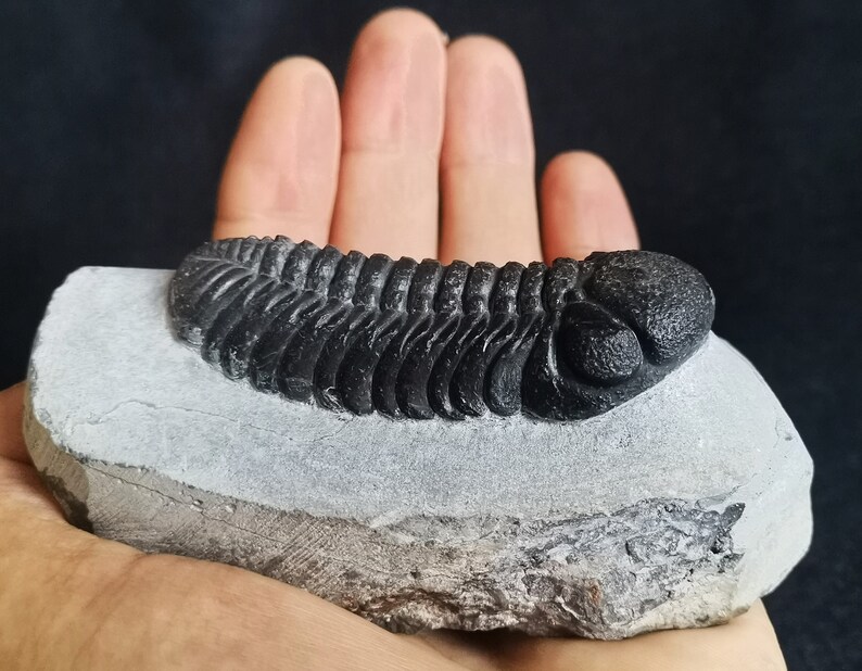 Schöne 6.5cm drotops Trilobit aus Marokko, Beautiful and impressive rare Trilobite Fossil from Morocco aged 390 Mio Years old image 7