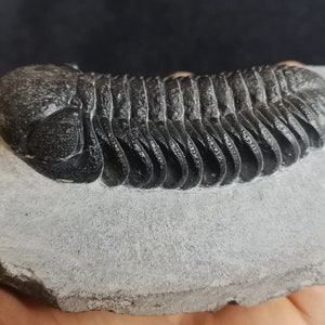 Schöne 6.5cm drotops Trilobit aus Marokko, Beautiful and impressive rare Trilobite Fossil from Morocco aged 390 Mio Years old image 8