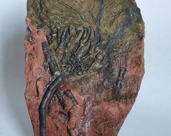 Silurian Camerat Crinoid - 14* 10 cm - Plate ,Crinoidea Crinoidea Crinoide Криноїд 海百合 Seelilien und Haarsterne, Crinoid Scyphocrinites