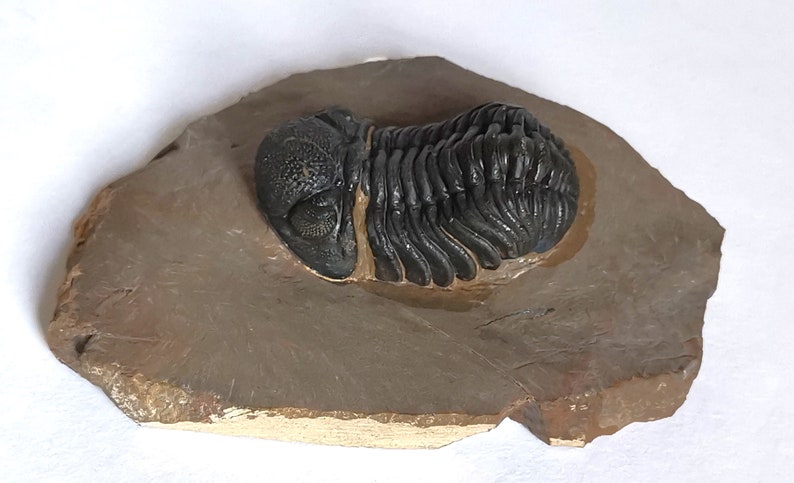 Schöne 5.5cm Phacops Trilobit aus Marokko, Beautiful and impressive rare Trilobite Fossil from Morocco aged 390 Mio Years old image 3