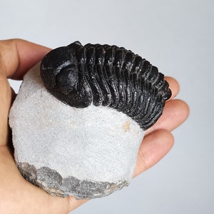 Schöne 6cm 10 cm if outstreched drotops Trilobit aus Marokko, Beautiful and impressive rare Trilobite image 1