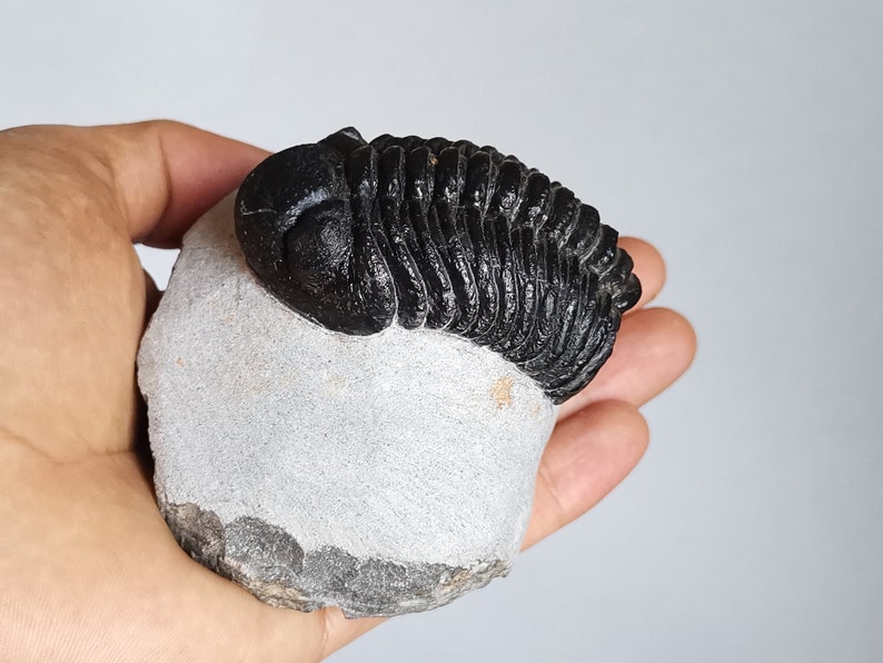 Schöne 6cm 10 cm if outstreched drotops Trilobit aus Marokko, Beautiful and impressive rare Trilobite image 1