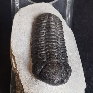 Schöne 6.5cm drotops Trilobit aus Marokko, Beautiful and impressive rare Trilobite Fossil from Morocco aged 390 Mio Years old image 5