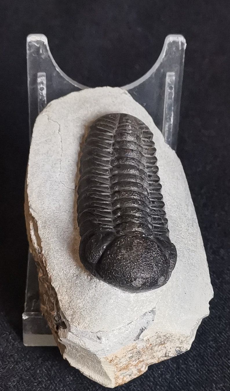 Schöne 6.5cm drotops Trilobit aus Marokko, Beautiful and impressive rare Trilobite Fossil from Morocco aged 390 Mio Years old image 5