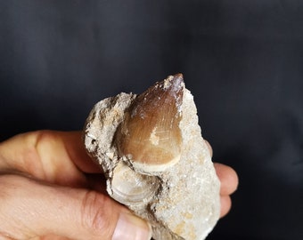 Schöne Versteinerte Mosasauruszahn aus Khouribga, Morokko , 4 * 3 cm Mosasaurus Natural Fossilized Shark Tooth Fossil from Morocco