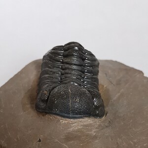 Schöne 5.5cm Phacops Trilobit aus Marokko, Beautiful and impressive rare Trilobite Fossil from Morocco aged 390 Mio Years old image 6