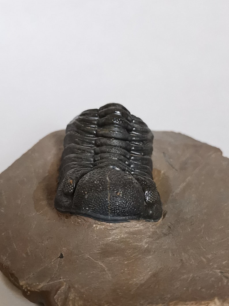 Schöne 5.5cm Phacops Trilobit aus Marokko, Beautiful and impressive rare Trilobite Fossil from Morocco aged 390 Mio Years old image 6