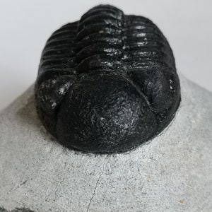 Schöne 6cm 10 cm if outstreched drotops Trilobit aus Marokko, Beautiful and impressive rare Trilobite image 8