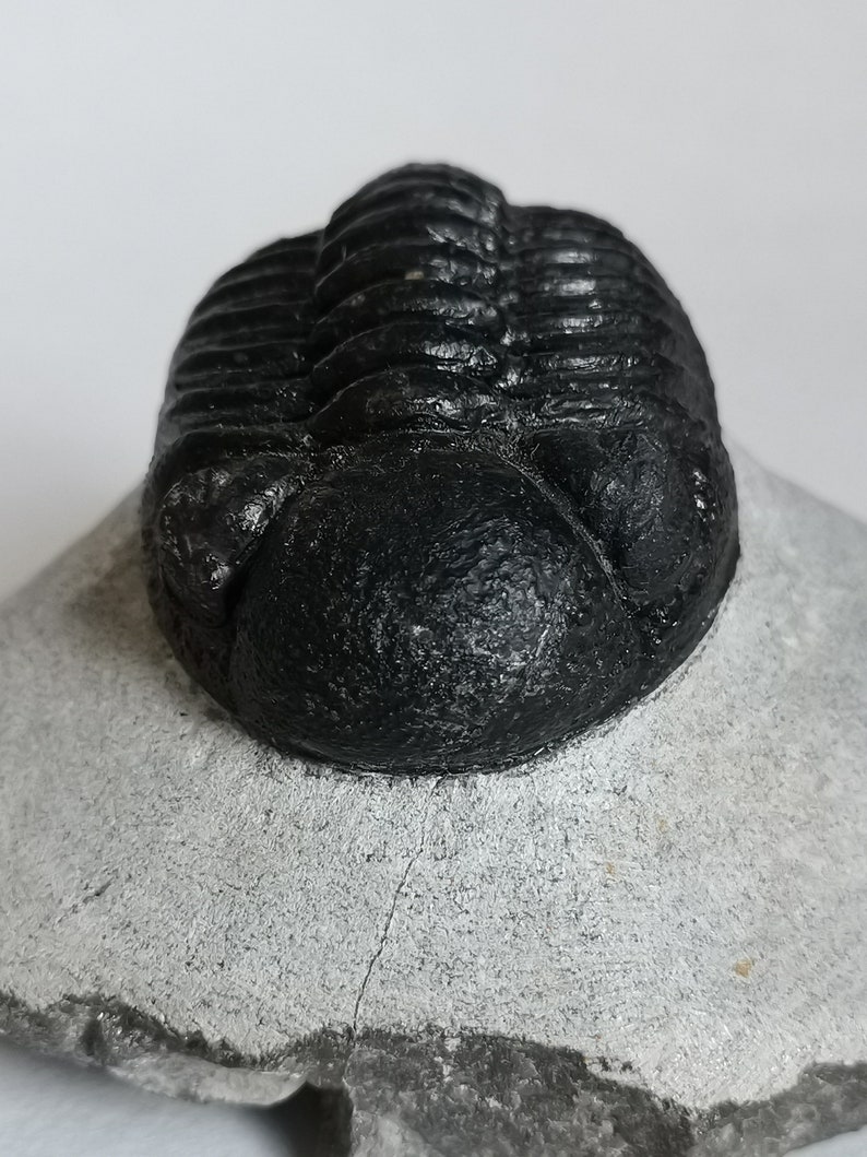 Schöne 6cm 10 cm if outstreched drotops Trilobit aus Marokko, Beautiful and impressive rare Trilobite image 8