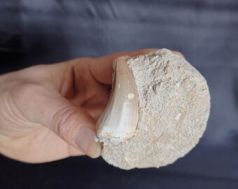 Schöne Versteinerte Mosasauruszahn aus Khouribga, Morokko ,  4 * 2 cm Mosasaurus Natural Fossilized Shark Tooth Fossil from Morocco