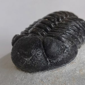 Schöne 6cm 10 cm if outstreched drotops Trilobit aus Marokko, Beautiful and impressive rare Trilobite image 9