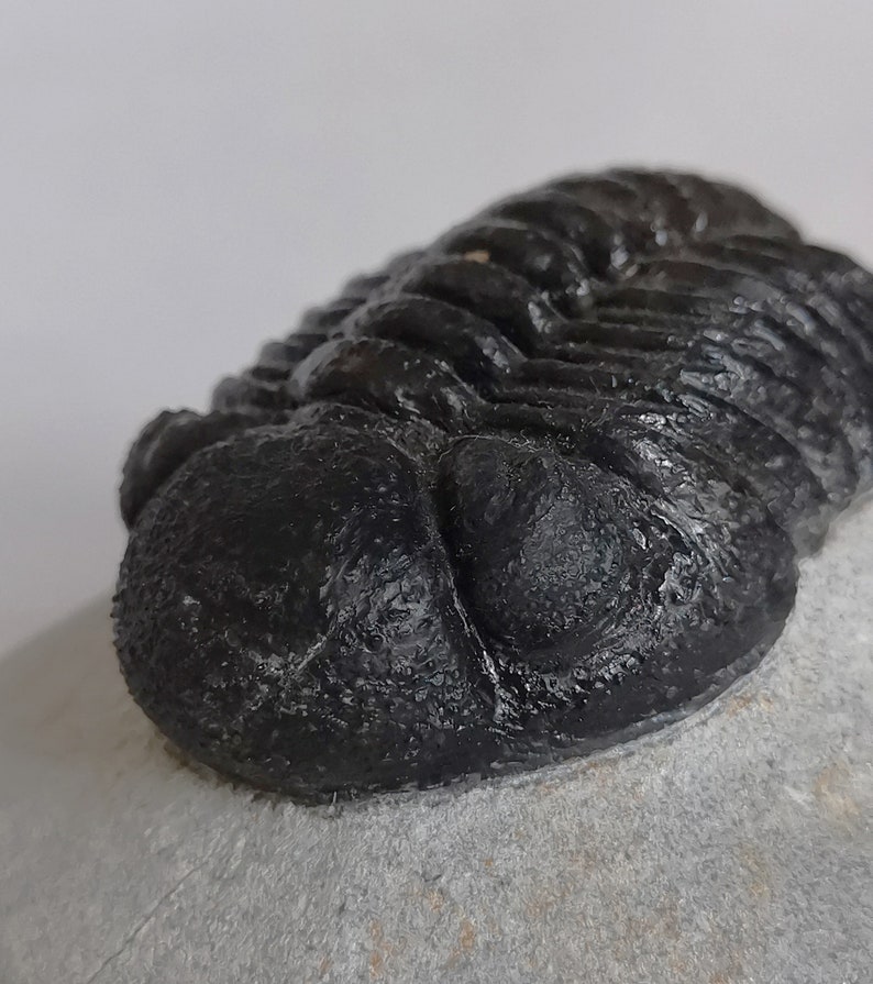 Schöne 6cm 10 cm if outstreched drotops Trilobit aus Marokko, Beautiful and impressive rare Trilobite image 9