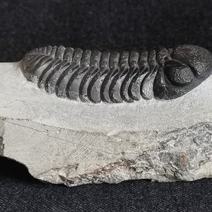 Schöne 6.5cm drotops Trilobit aus Marokko, Beautiful and impressive rare Trilobite Fossil from Morocco aged 390 Mio Years old image 1