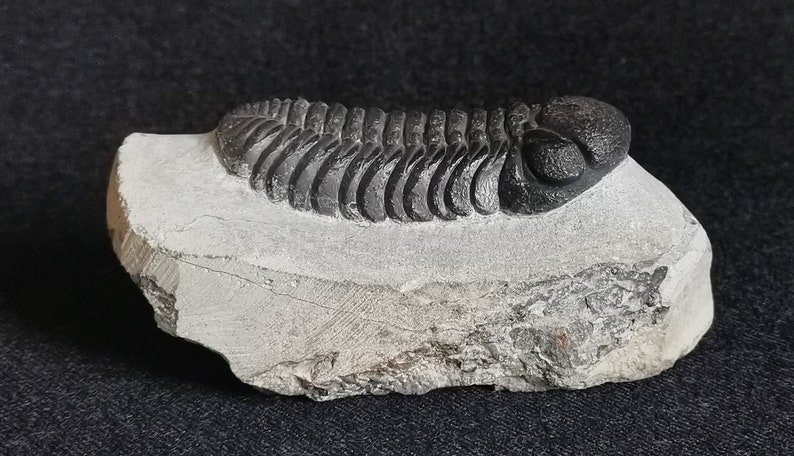 Schöne 6.5cm drotops Trilobit aus Marokko, Beautiful and impressive rare Trilobite Fossil from Morocco aged 390 Mio Years old image 1