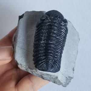 Schöne 5.5cm Phacops Trilobit aus Marokko, Beautiful and impressive rare Trilobite Fossil from Morocco aged 390 Mio Years old image 5