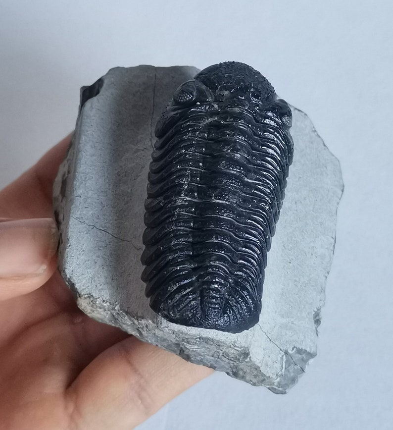 Schöne 5.5cm Phacops Trilobit aus Marokko, Beautiful and impressive rare Trilobite Fossil from Morocco aged 390 Mio Years old image 5