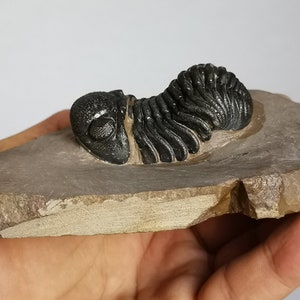 Schöne 5.5cm Phacops Trilobit aus Marokko, Beautiful and impressive rare Trilobite Fossil from Morocco aged 390 Mio Years old image 1