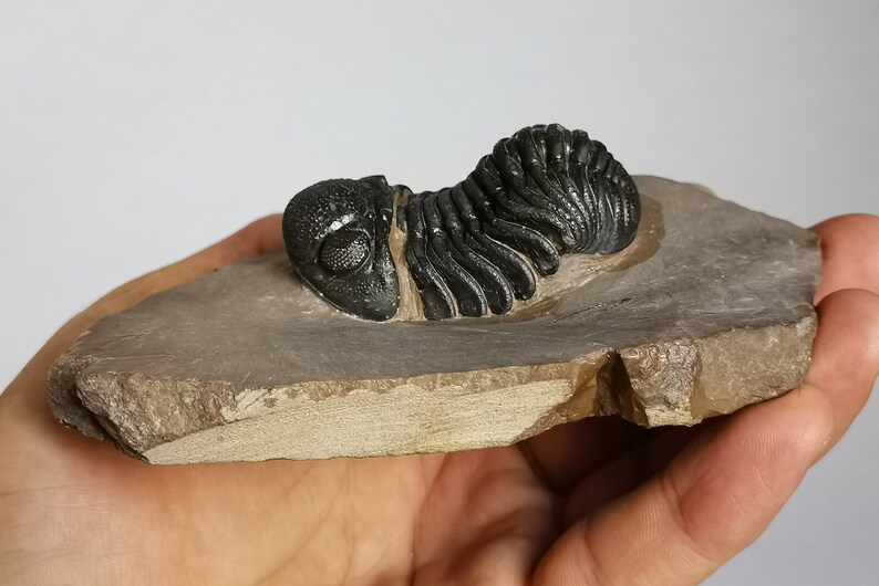 Schöne 5.5cm Phacops Trilobit aus Marokko, Beautiful and impressive rare Trilobite Fossil from Morocco aged 390 Mio Years old image 1