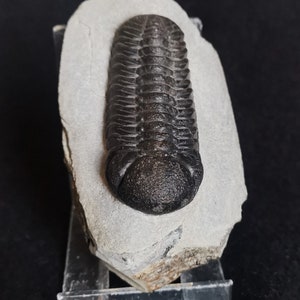 Schöne 6.5cm drotops Trilobit aus Marokko, Beautiful and impressive rare Trilobite Fossil from Morocco aged 390 Mio Years old image 3