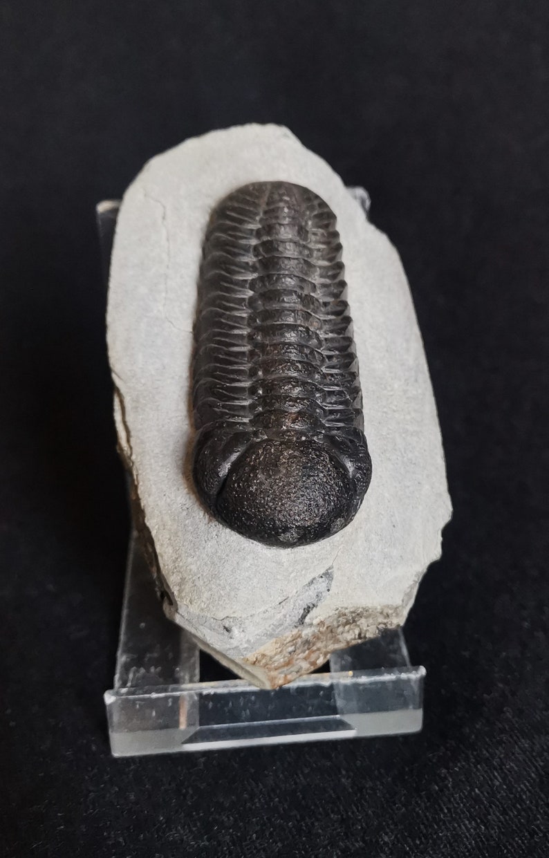 Schöne 6.5cm drotops Trilobit aus Marokko, Beautiful and impressive rare Trilobite Fossil from Morocco aged 390 Mio Years old image 3