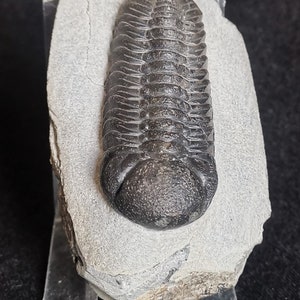 Schöne 6.5cm drotops Trilobit aus Marokko, Beautiful and impressive rare Trilobite Fossil from Morocco aged 390 Mio Years old image 2