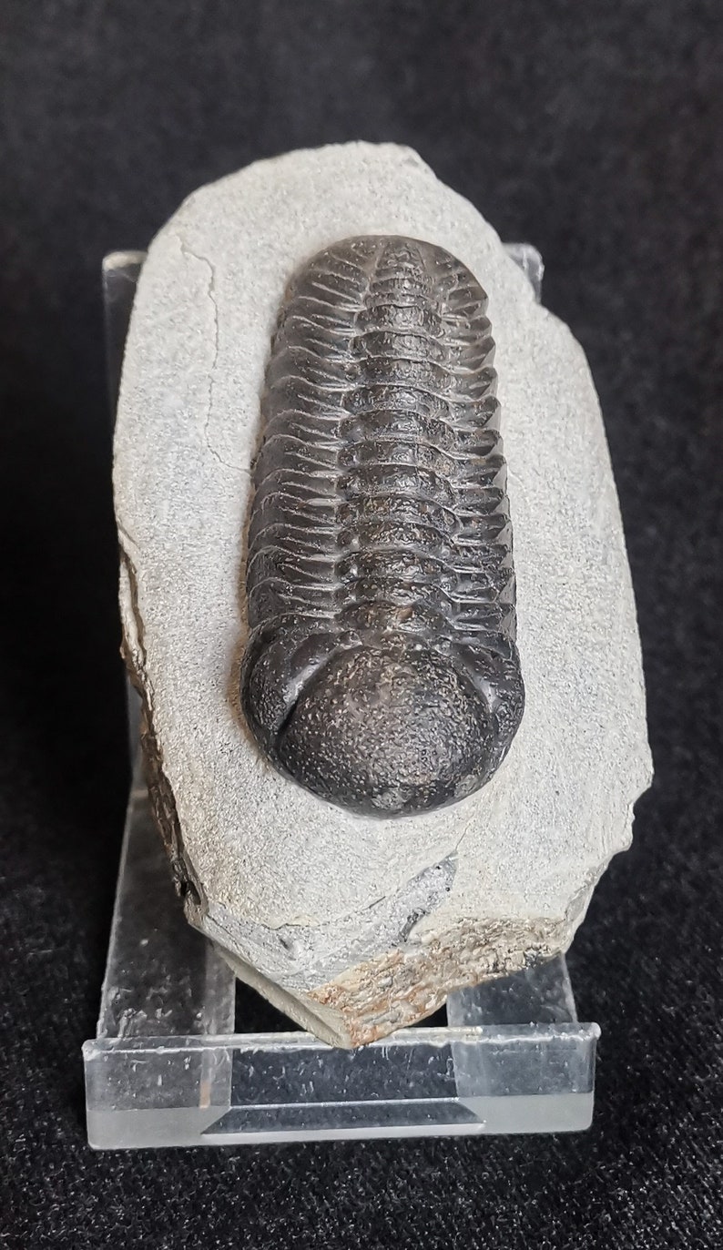 Schöne 6.5cm drotops Trilobit aus Marokko, Beautiful and impressive rare Trilobite Fossil from Morocco aged 390 Mio Years old image 2