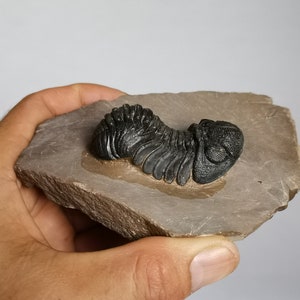 Schöne 5.5cm Phacops Trilobit aus Marokko, Beautiful and impressive rare Trilobite Fossil from Morocco aged 390 Mio Years old image 9